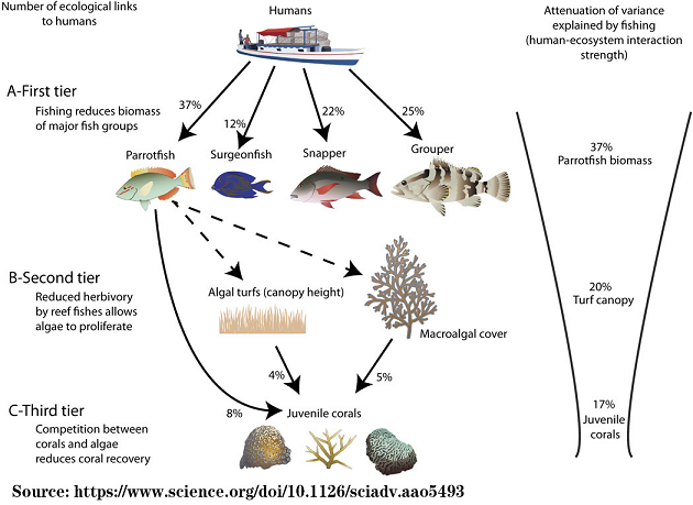 Ecosystem Dissipative Structure